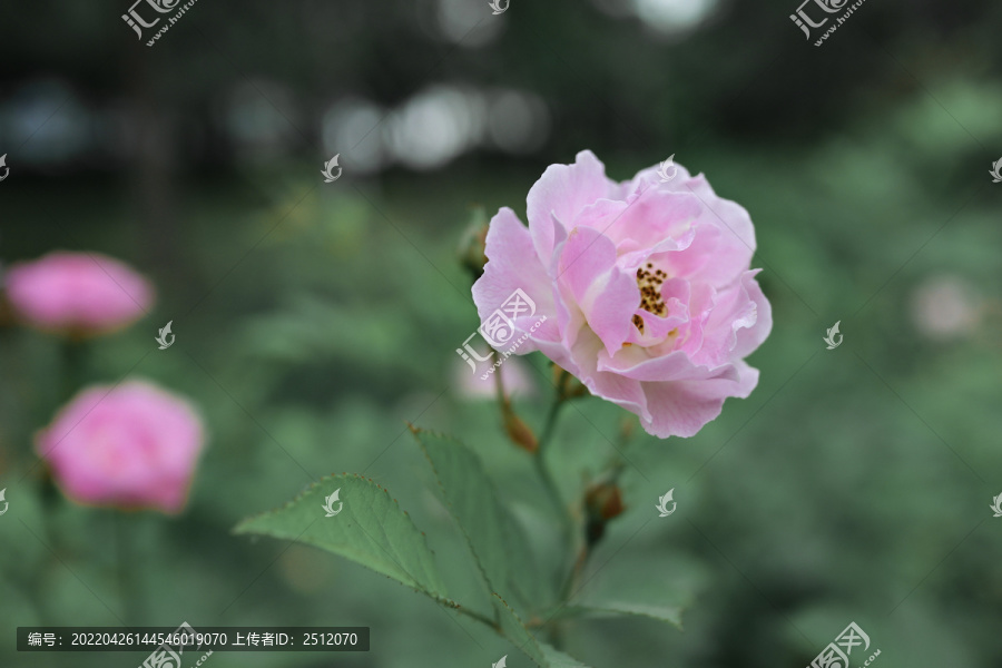 月季花蔷薇花