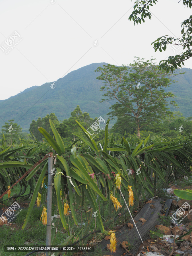 海南火龙果种植基地