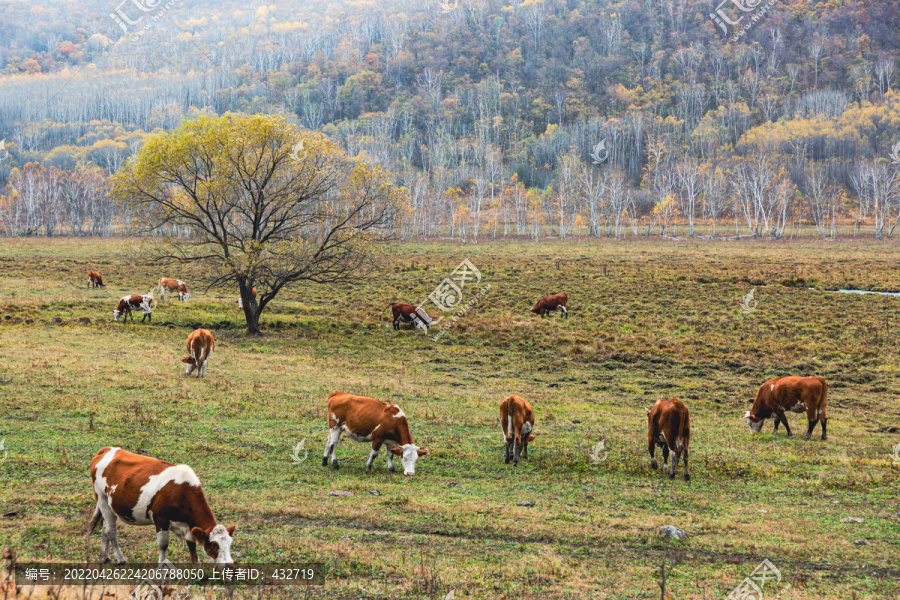 秋季山地草原牛群一棵树