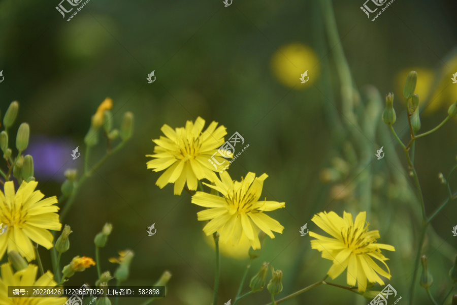 黄色野花