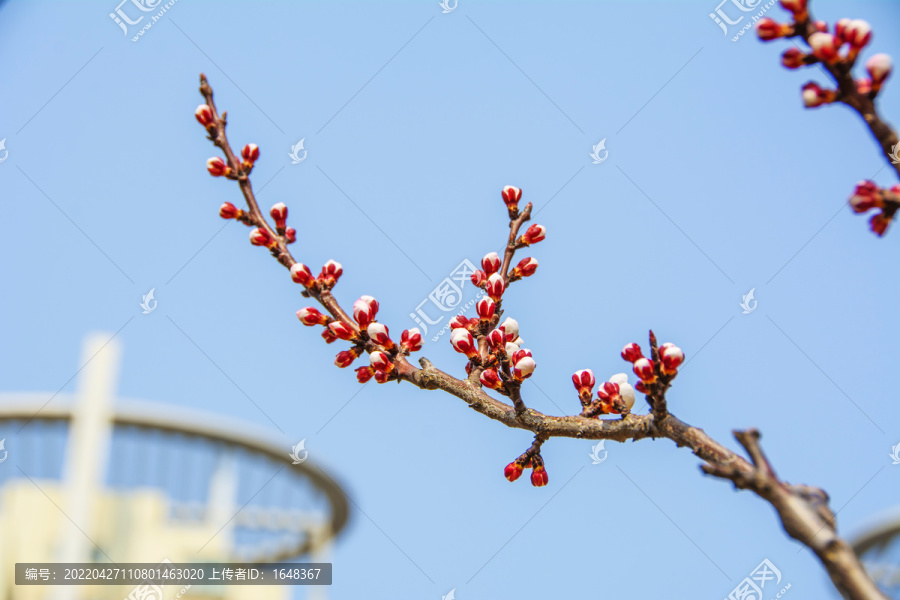 一树枝上等待开花的杏花骨朵