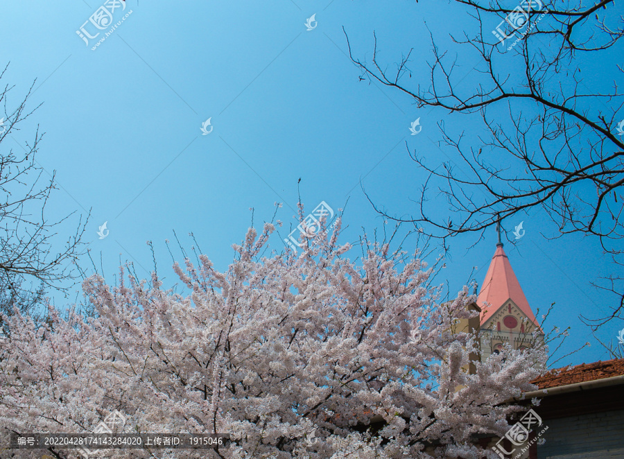 青岛樱花