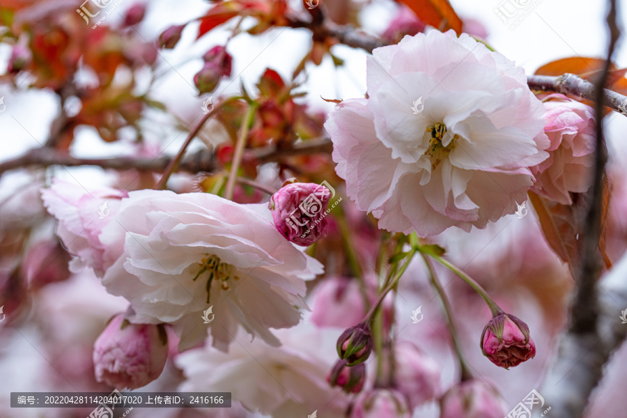 樱花特写