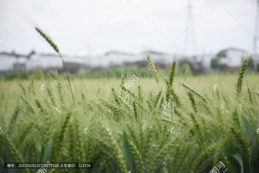 麦田