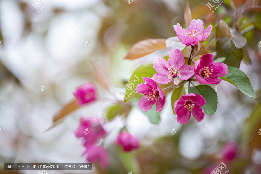 红色海棠花