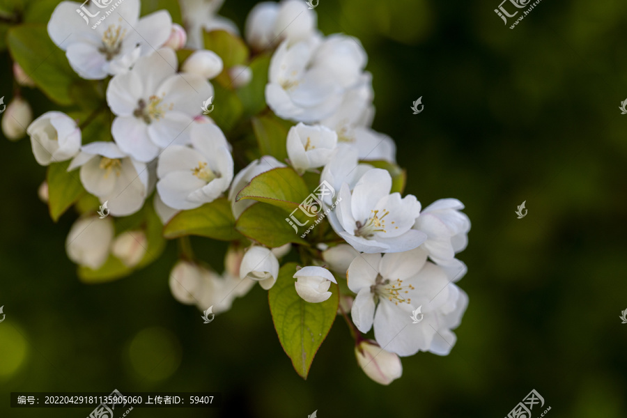 苹果花