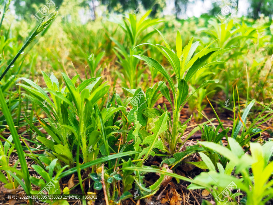 小蓬草