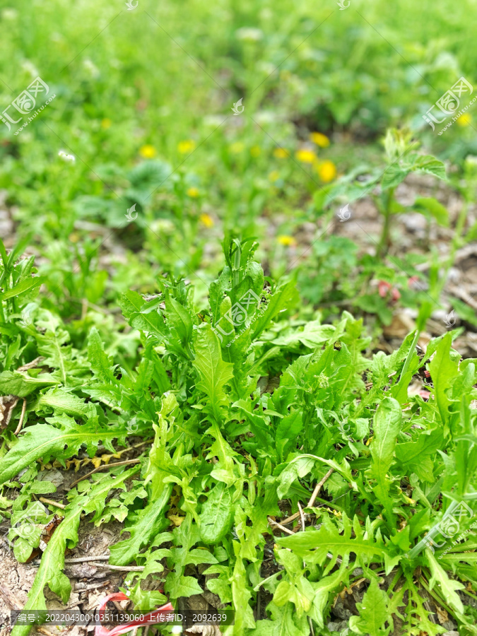 野菜荠菜