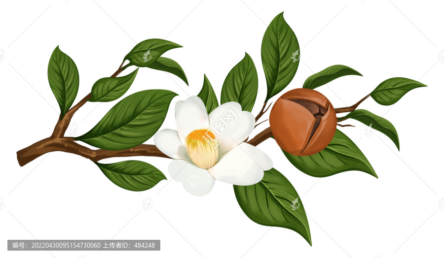 山茶花