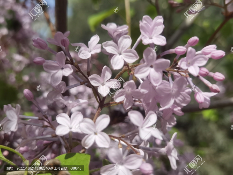 丁香花