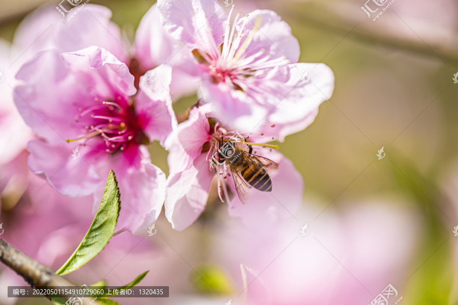 桃花蜜蜂