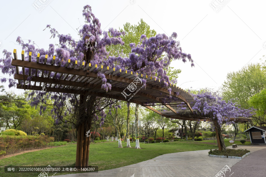 紫藤造型园艺