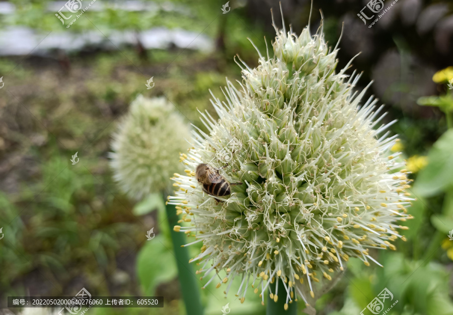 采蜜的小蜜蜂