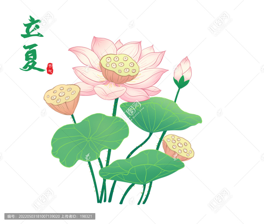 立夏荷花