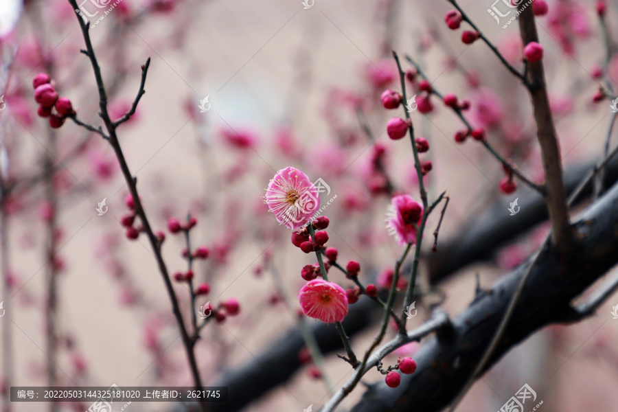 梅花小区红梅红色梅花盛开