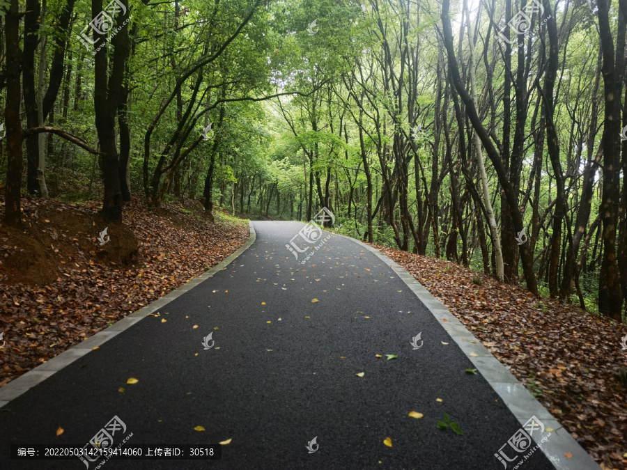 雨后的林间小路