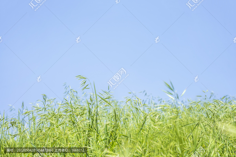 蓝色天空下的野生燕麦