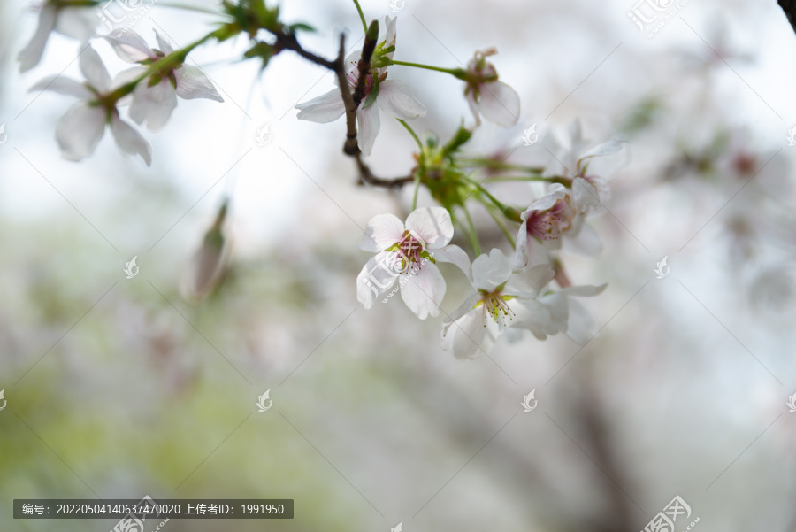 樱花特写