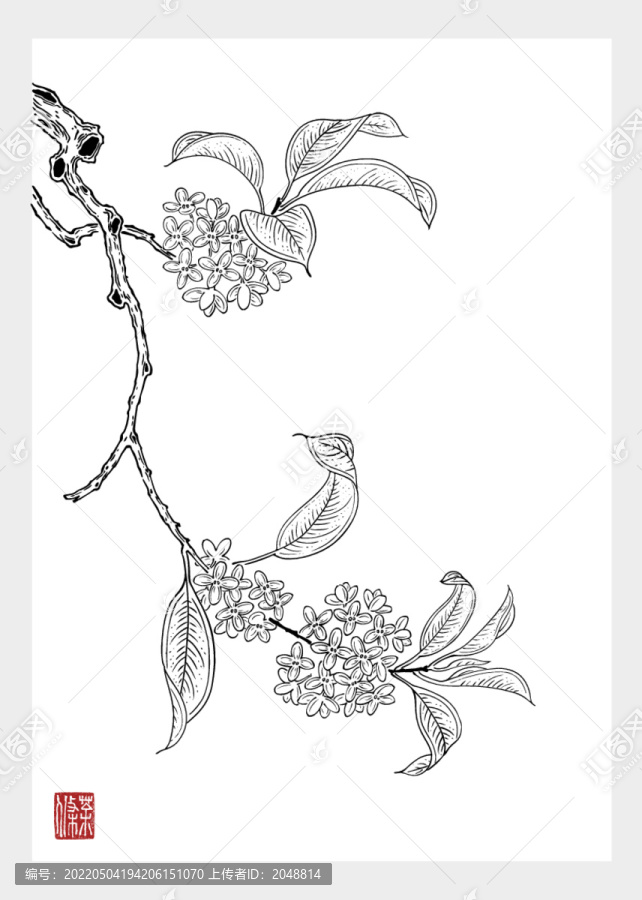 桂花線稿