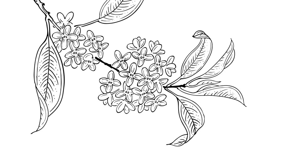 桂花線稿