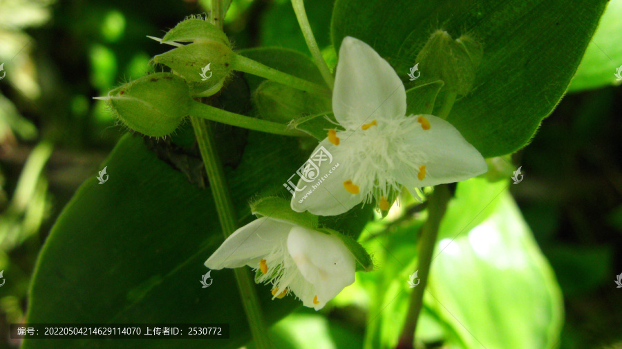 白花紫露草