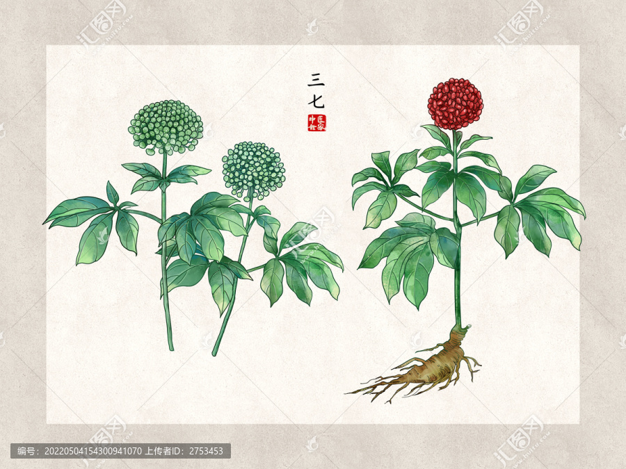 手繪三七