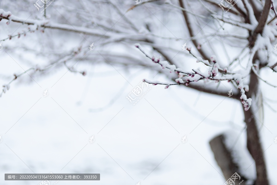 雪中花