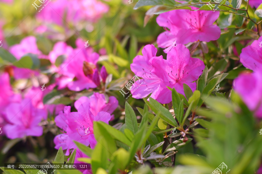 杜鹃花