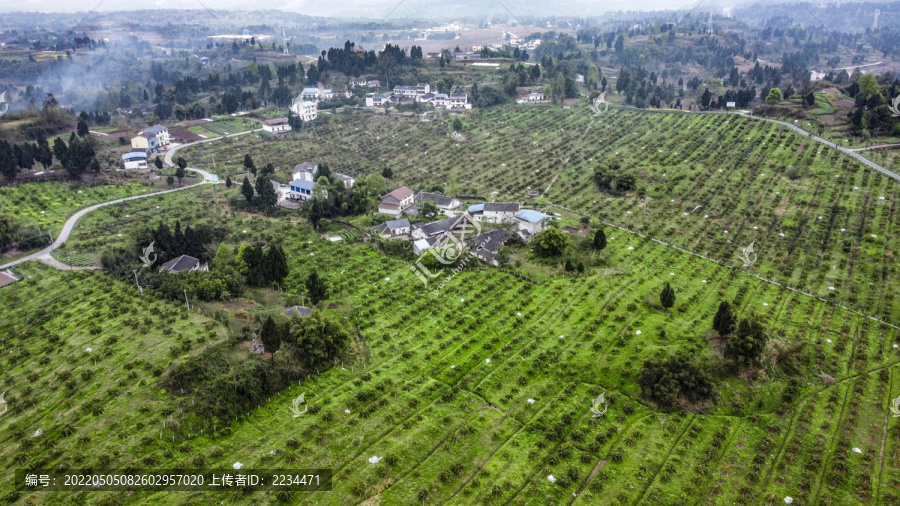沃柑果園