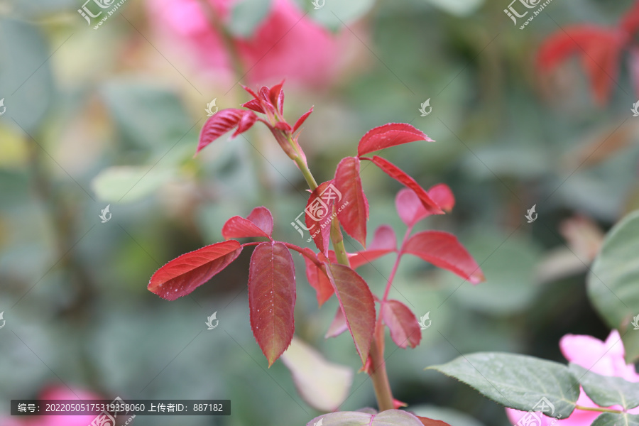 月季花枝葉