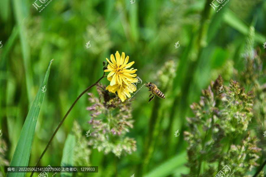 野花与蜜蜂