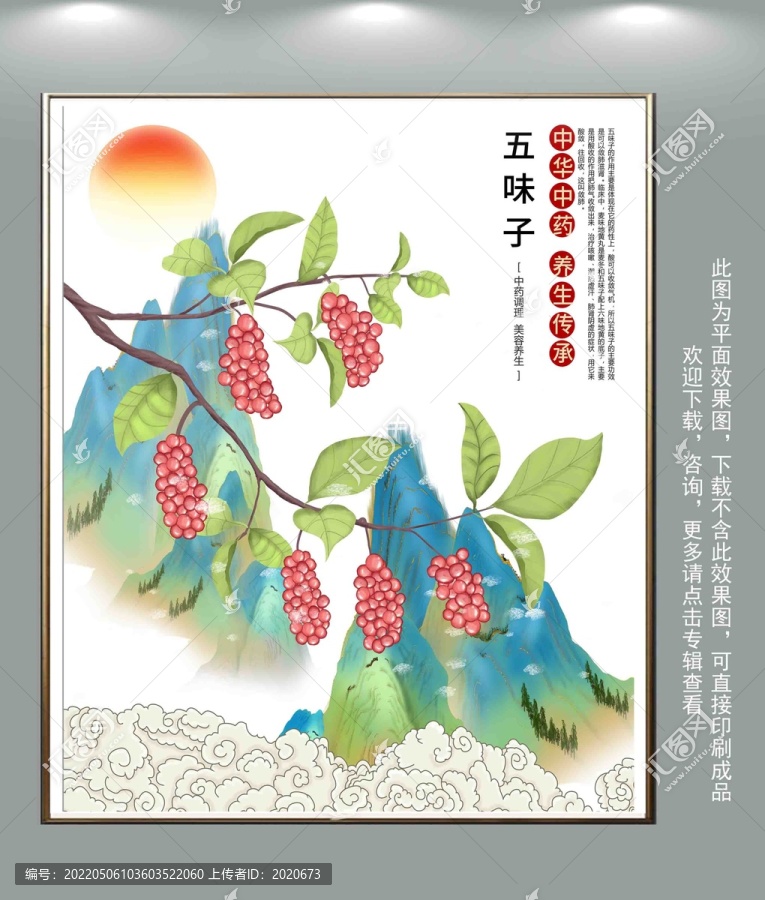 五味子插畫