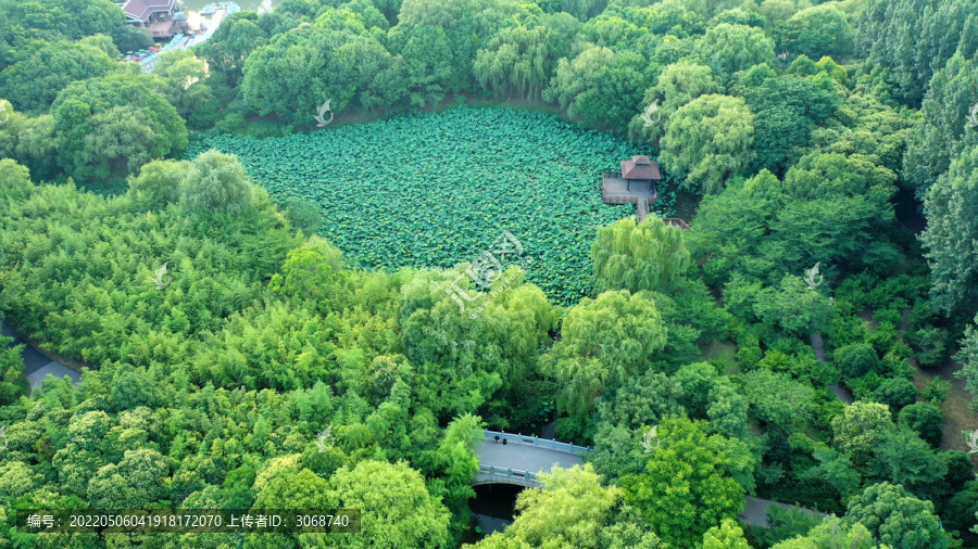 航拍上海宝山顾村公园荷花池