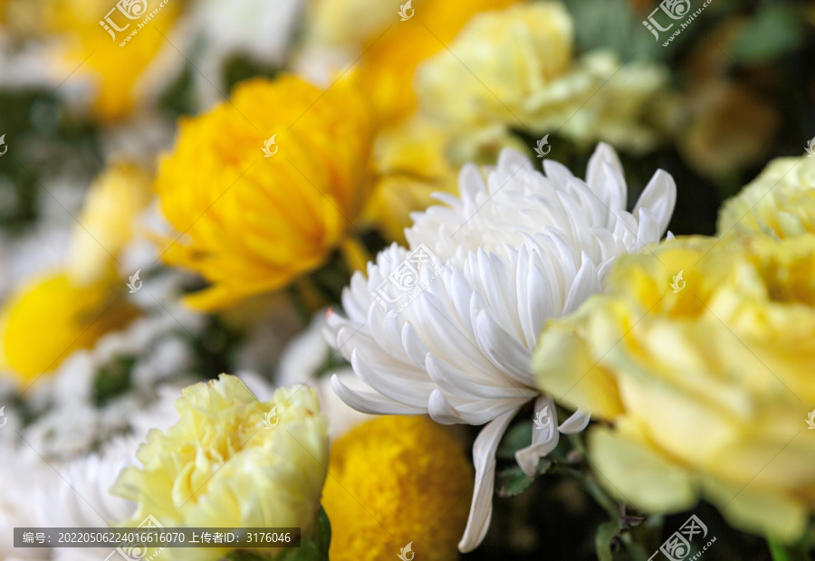 五台山寺庙鲜花清明节菊花