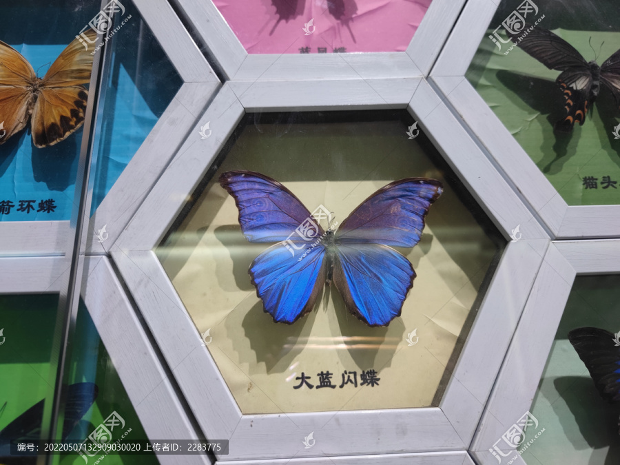 蝴蝶展馆