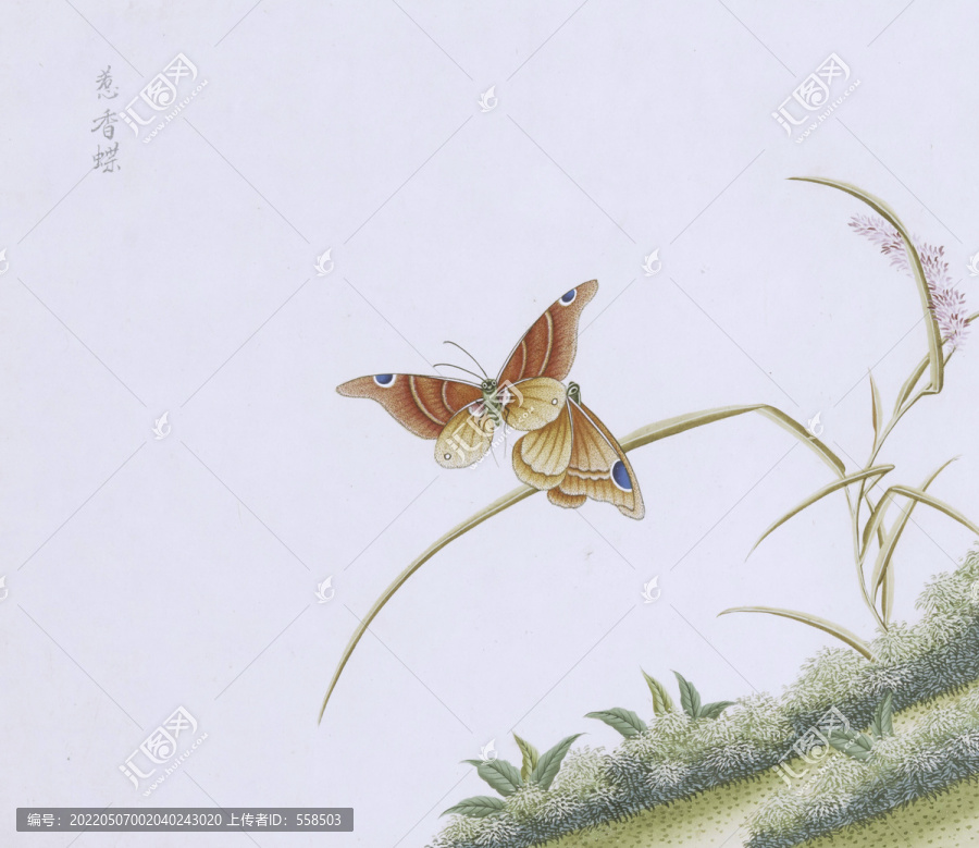 惹香蝶蟲草國畫小品