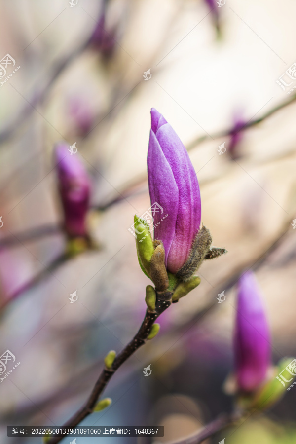 还未开花的紫玉兰花骨朵