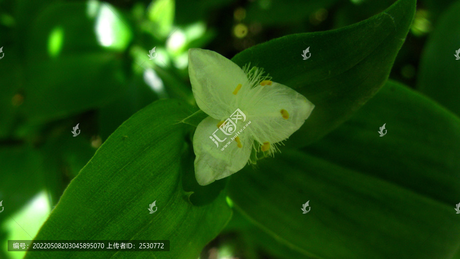 白花紫露草