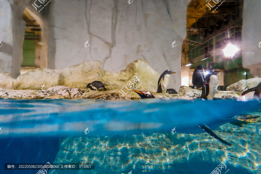 水族馆企鹅