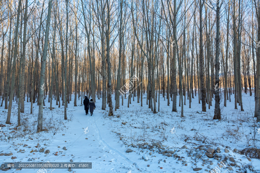 雪后树林里漫步的情侣