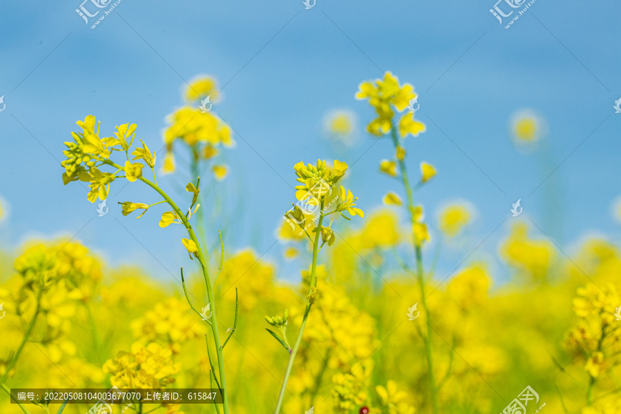 油菜花