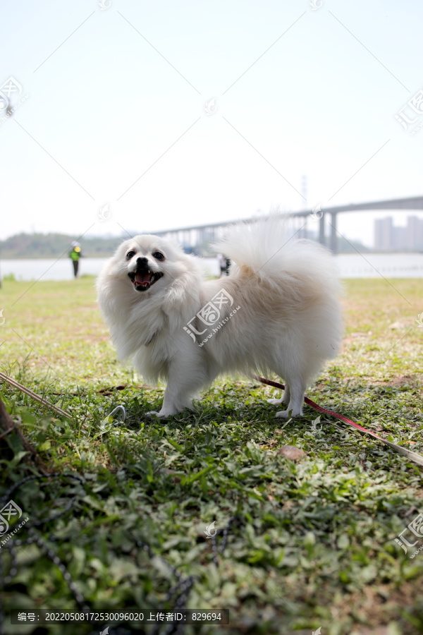 博美