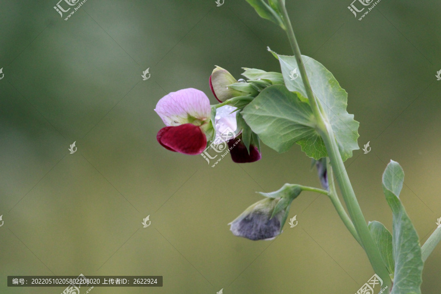 豌豆花