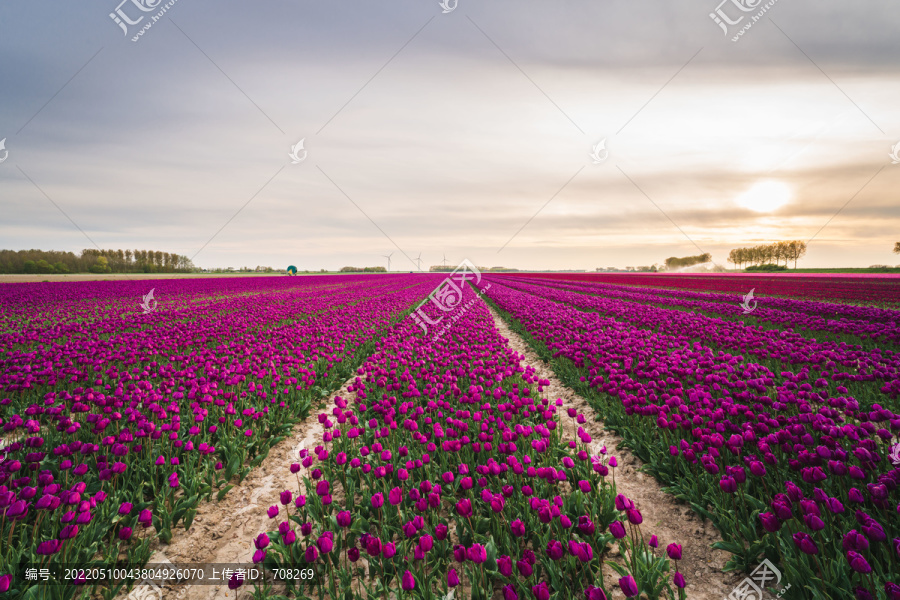 荷兰郁金香花田风景