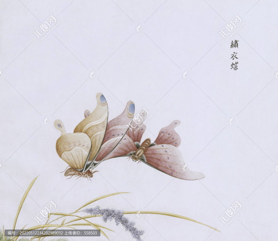 繡衣蝶蟲(chóng)草國(guó)畫(huà)小品