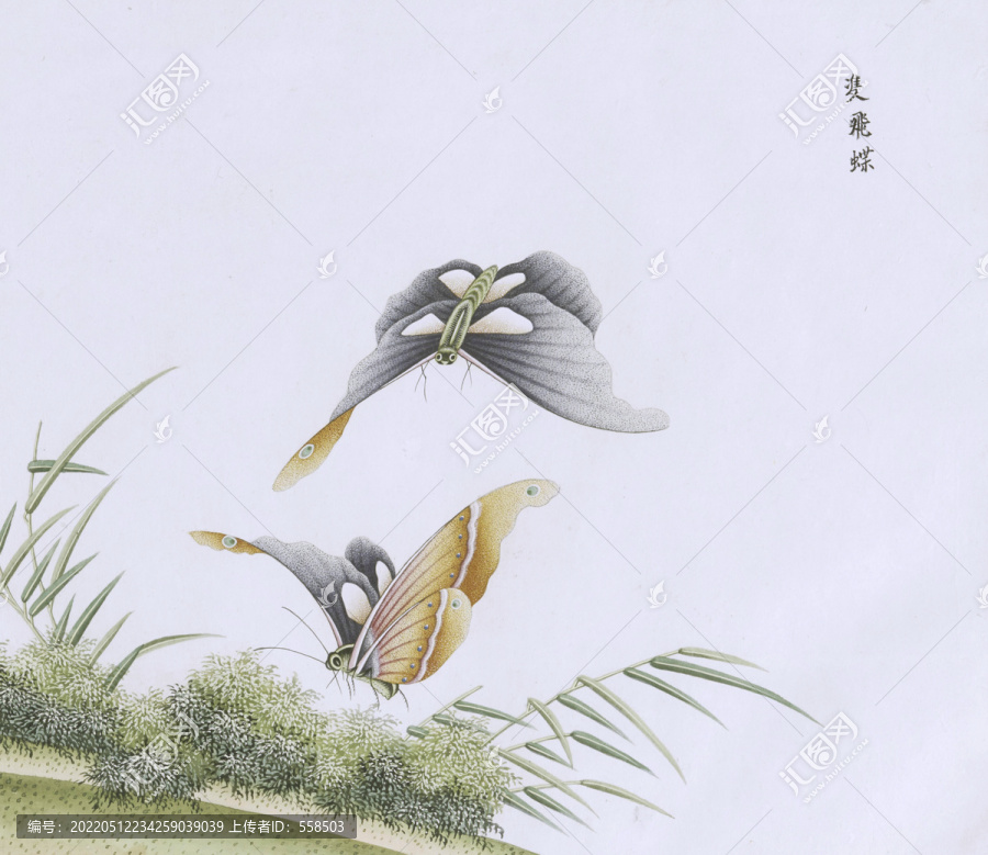 雙飛蝴蝶蟲草國畫小品