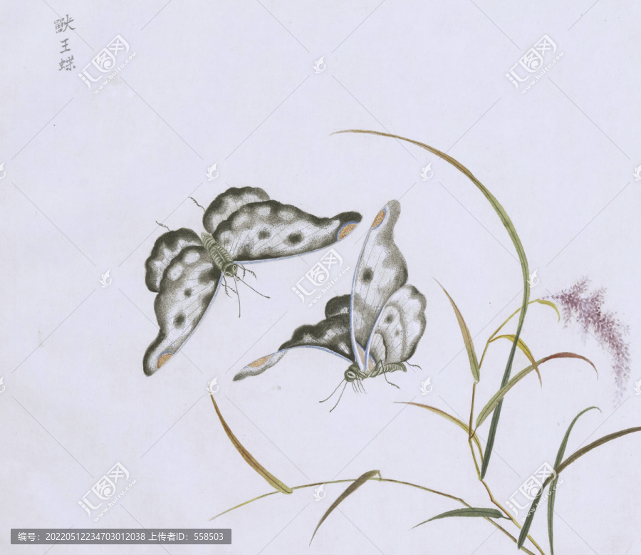 獸王蝶蟲草國畫小品