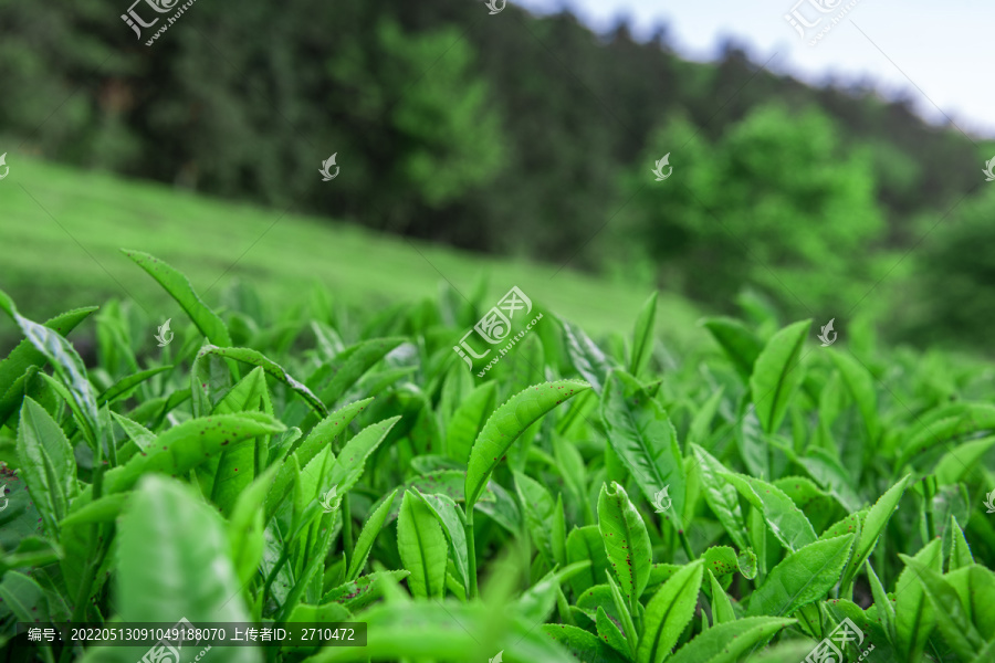 重慶武隆貢茶園攝影圖