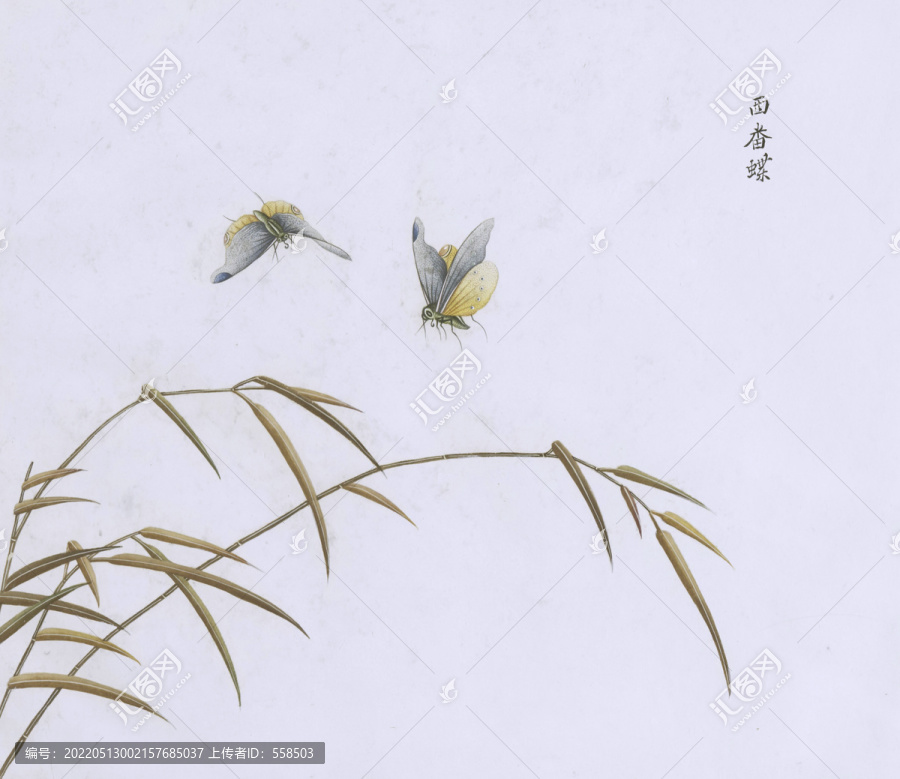 西番蝶蟲草國(guó)畫小品