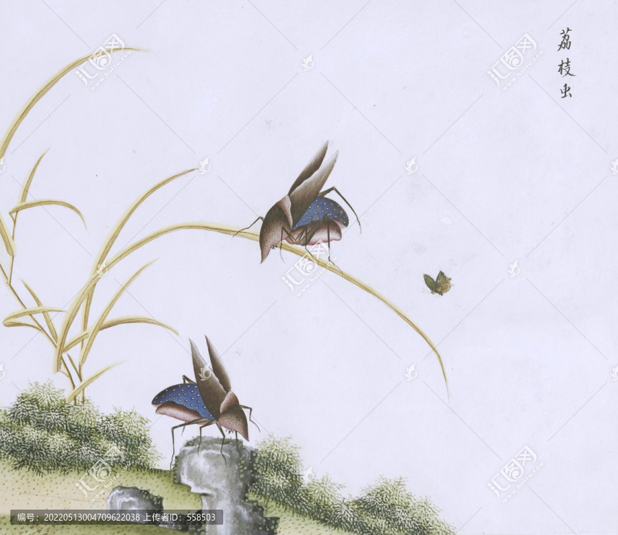 荔枝蟲蟲草國畫小品